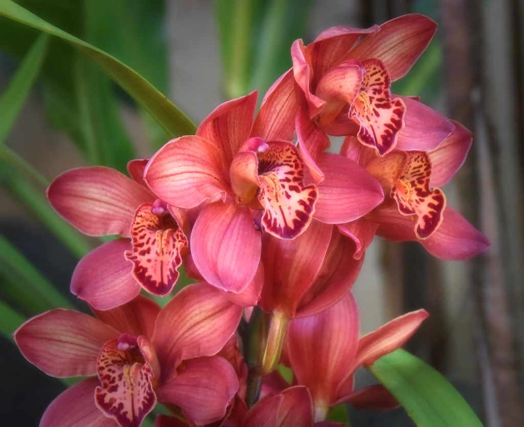 Rasberry Orchids by joysfocus