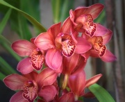 26th Feb 2015 - Rasberry Orchids