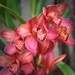 Rasberry Orchids by joysfocus