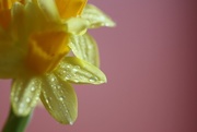 26th Feb 2015 - Daffodils