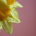 Daffodils by kerosene