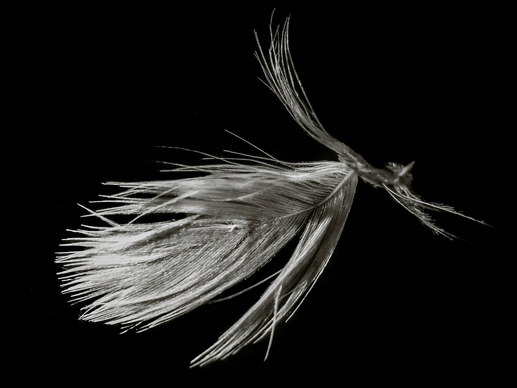 Feather by ukandie1