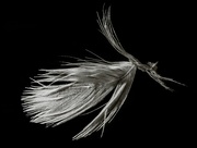 26th Feb 2015 - Feather