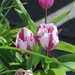 Our first Tulips of the year! by markandlinda