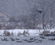 26th Feb 2015 - Canada Geese