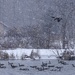 Canada Geese by annepann
