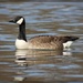Canada Goose by jamibann