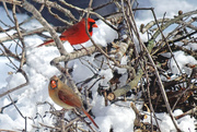 26th Feb 2015 - Northern Cardinals