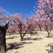 The almond terraces by chimfa