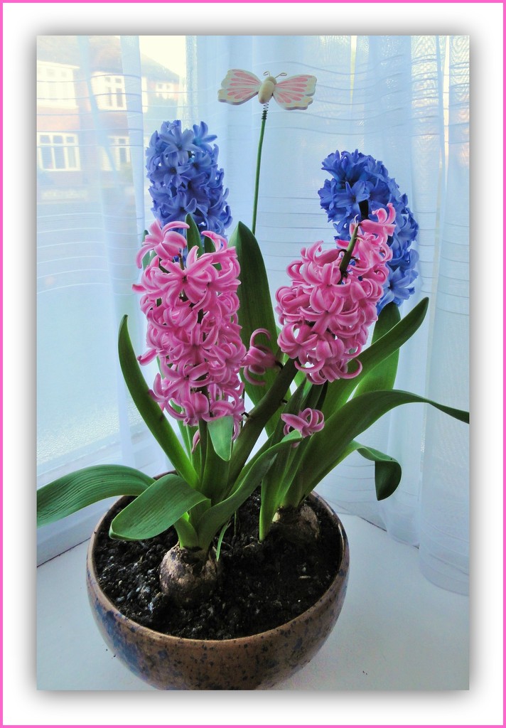 Hyacinths by beryl