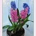 Hyacinths by beryl