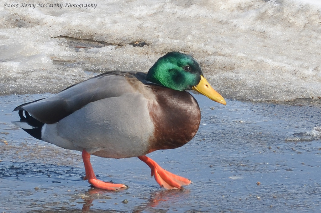 "A duck out of water" by mccarth1