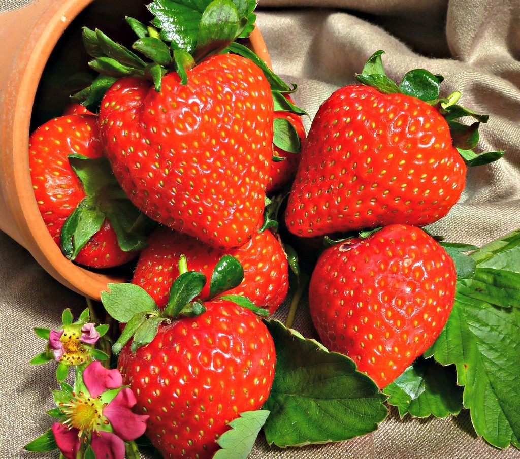 Ripe Strawberries. by wendyfrost