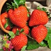 Ripe Strawberries. by wendyfrost