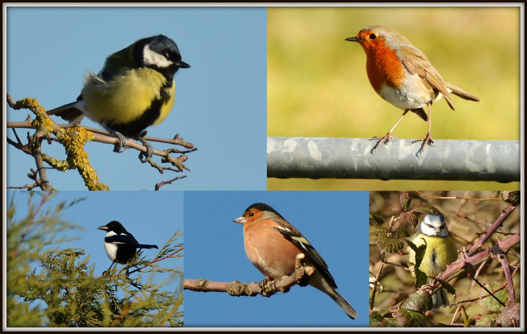 Just some of my feathered friends by rosiekind