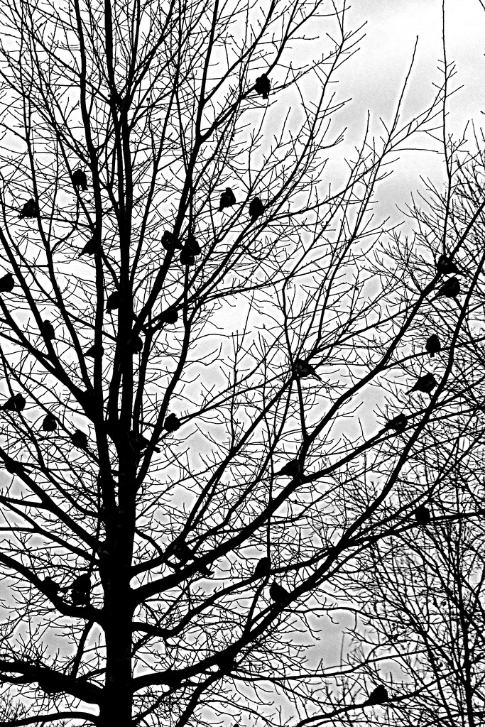 Black and White Bonus Birds by linnypinny