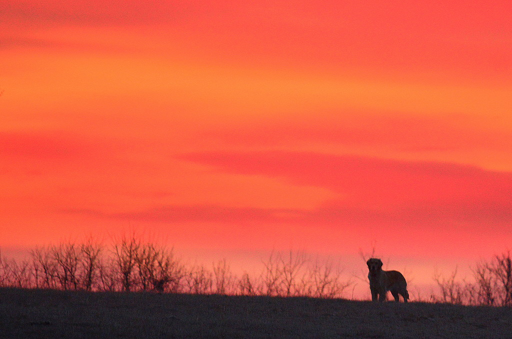 Good Morning, Doggie by kareenking