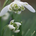 frou-frou snowdrops. by callymazoo