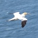 Gannet in Flight by susiemc