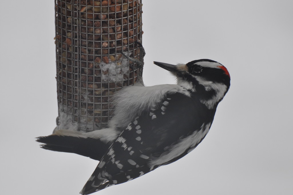 Hairy Woodpecker by frantackaberry