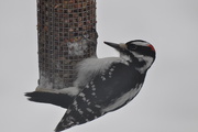 24th Feb 2015 - Hairy Woodpecker