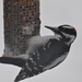 Hairy Woodpecker by frantackaberry