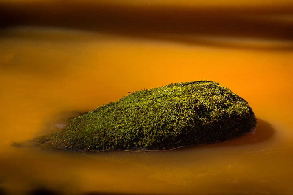 GA Red Clay Surrounds the Moss by darylo