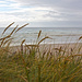 Sea grasses by sugarmuser