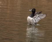 27th Feb 2015 - Ring-necked duck_9707RSZ