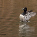 Ring-necked duck_9707RSZ by rontu
