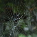 Cobwebs are amazing! by marguerita