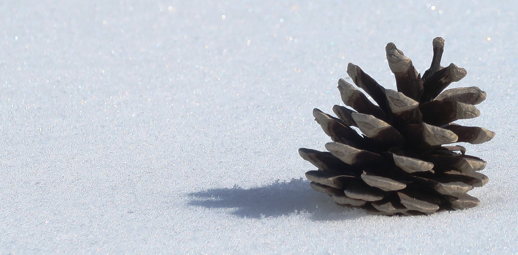 Pinecone in the Snow by april16