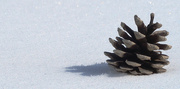 26th Feb 2015 - Pinecone in the Snow