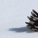 Pinecone in the Snow by april16