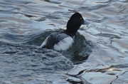 27th Feb 2015 - Greater Scaup in the River