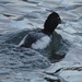 Greater Scaup in the River by annepann