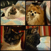 All My Furry Ones  by mej2011