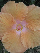 5th Jun 2014 - Nola'a hibiscus
