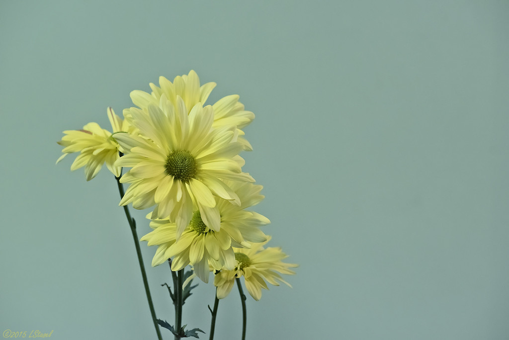 Daisies - High ISO by lstasel