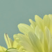Daisies - High ISO crop by lstasel