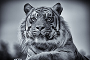 28th Feb 2015 -  28th February 2015 - Tiger Tiger Burning Bright!!