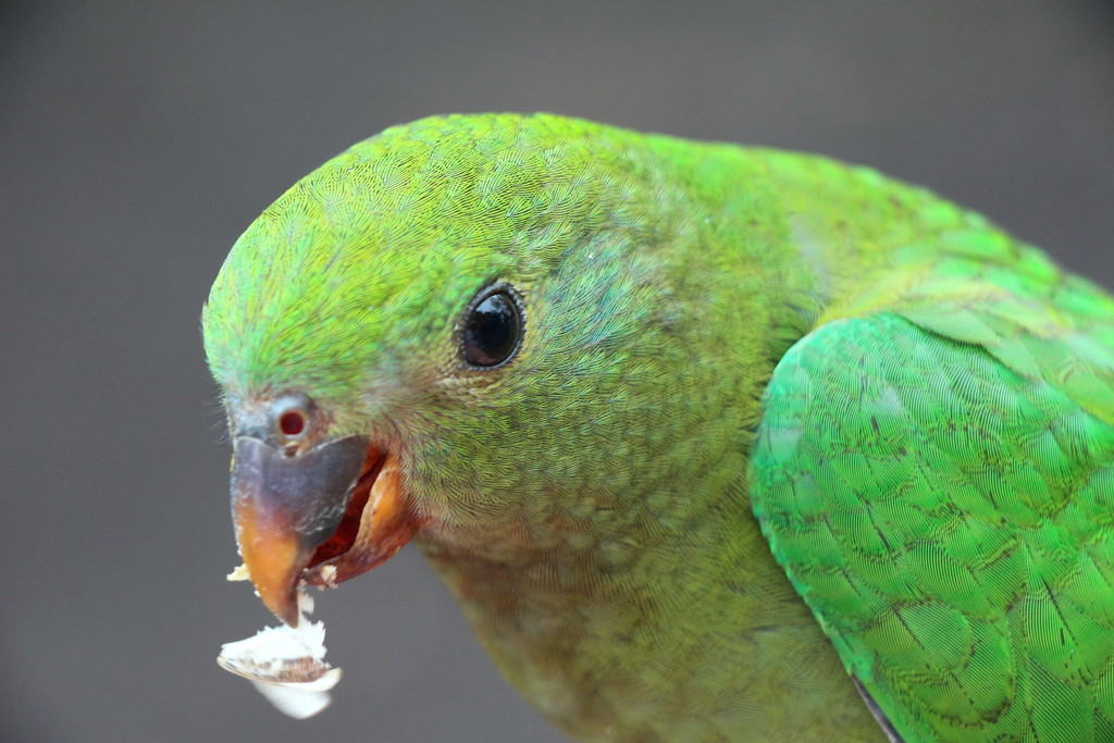 Juvenile King Parrot by terryliv