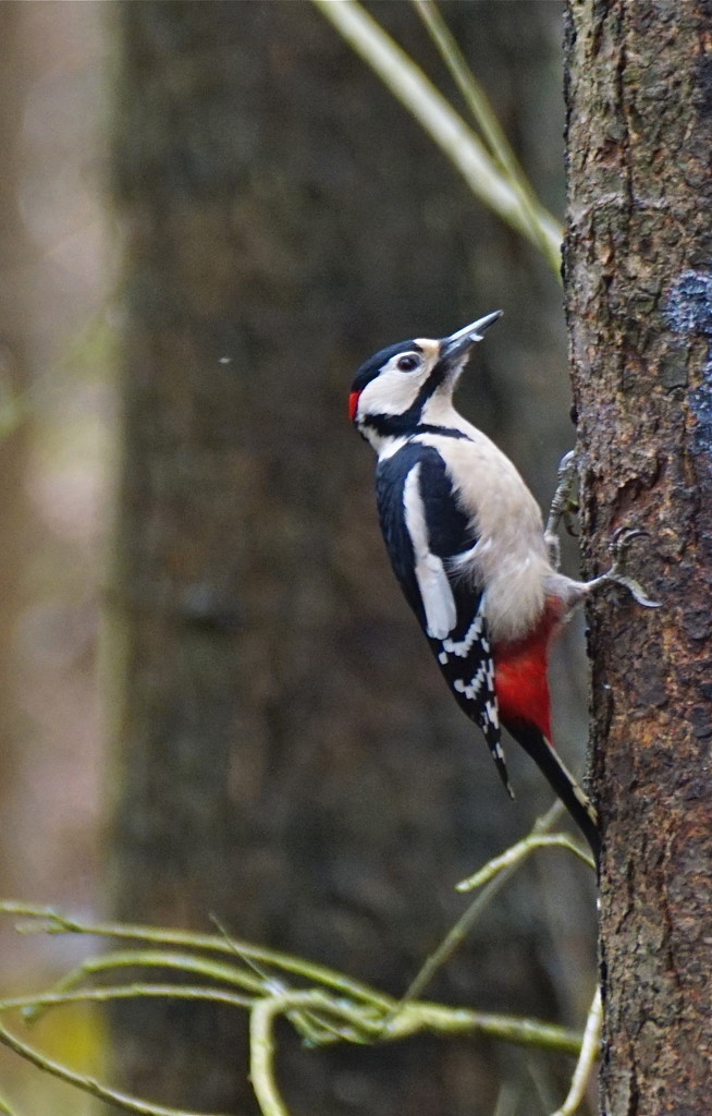 MALE GREAT SPOTTED WOODPECKER by markp