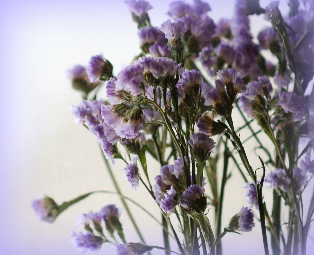 Little purple flowers by mittens
