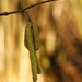 Catkins in Golden Light by leonbuys83
