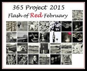 28th Feb 2015 -  28th February 2015 - Flash of Red February