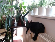 6th Feb 2015 - cat sleeping on the radiator