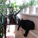cat sleeping on the radiator by zardz