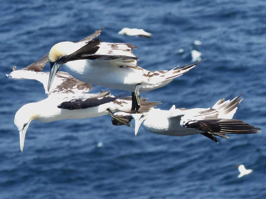  Juvenile Gannets in Flight  by susiemc