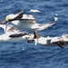  Juvenile Gannets in Flight  by susiemc